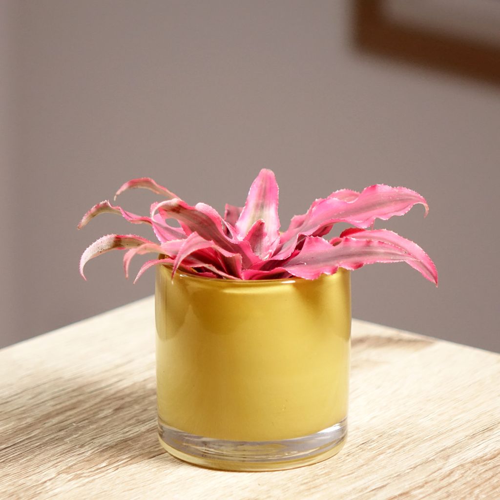 Cryptanthus bivittatus Super Pink - Earth star