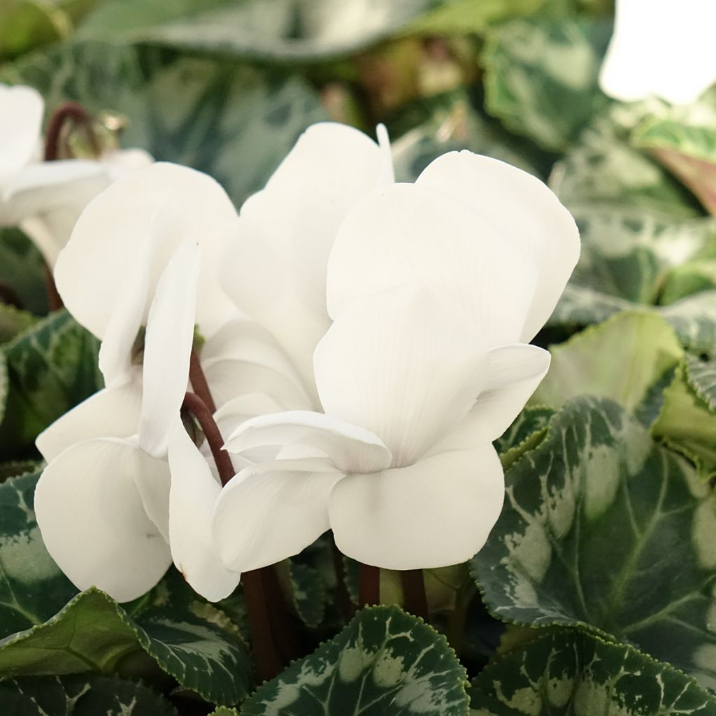 White Persian Cyclamen - Cyclamen persicum