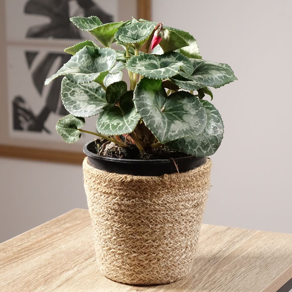 Red Persian Cyclamen - Cyclamen persicum