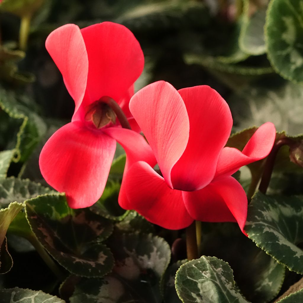 Red Persian Cyclamen - Cyclamen persicum