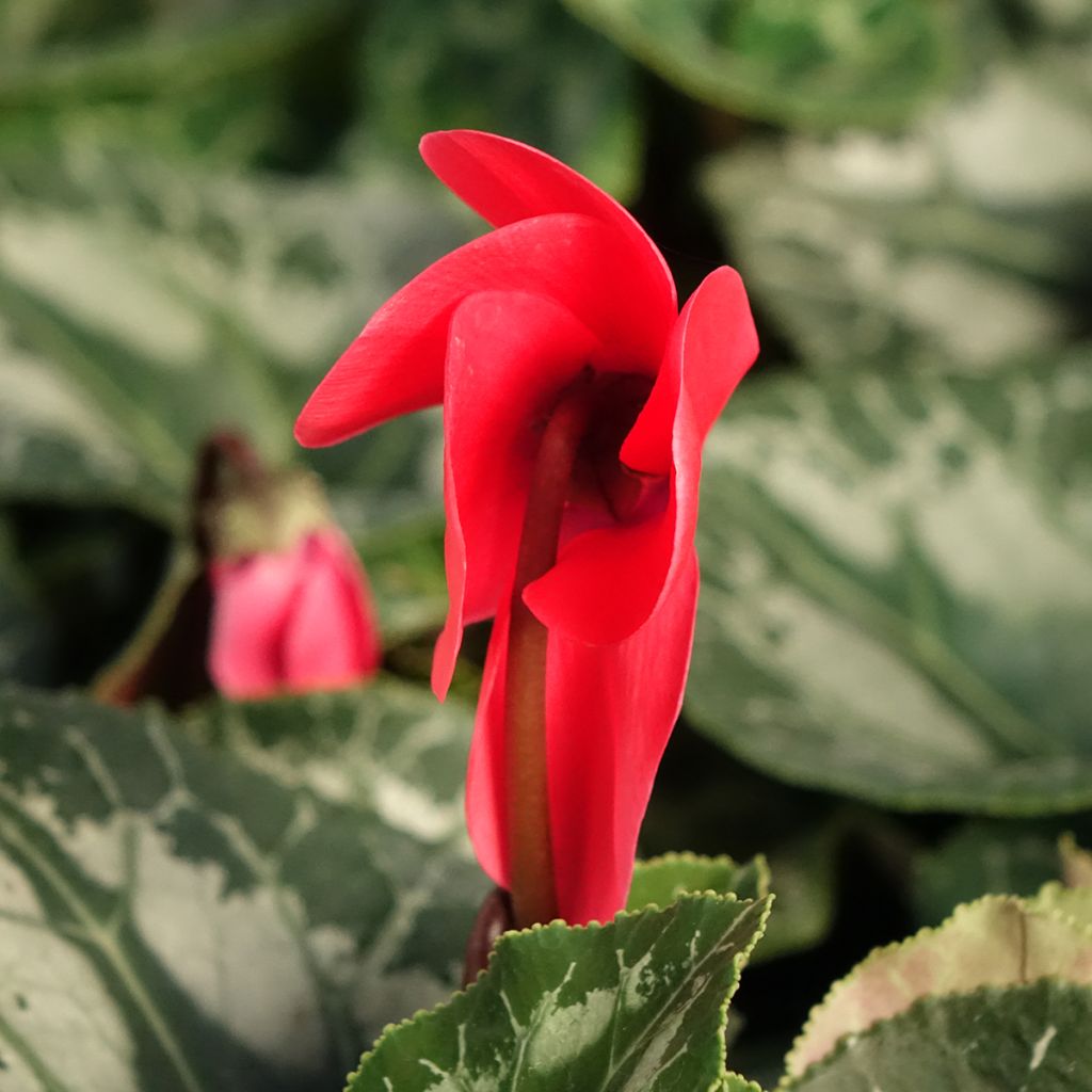 Red Persian Cyclamen - Cyclamen persicum