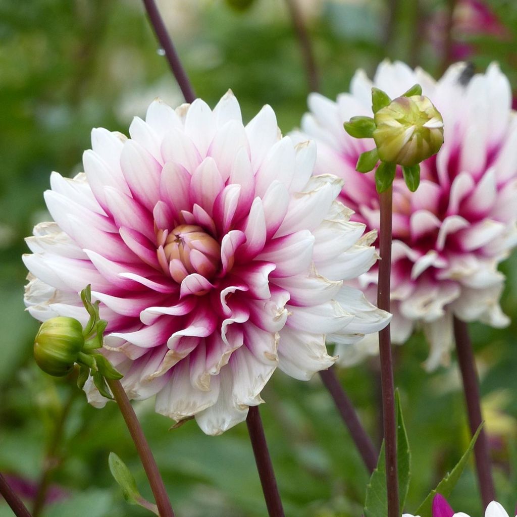 Dahlia Rebecca's World