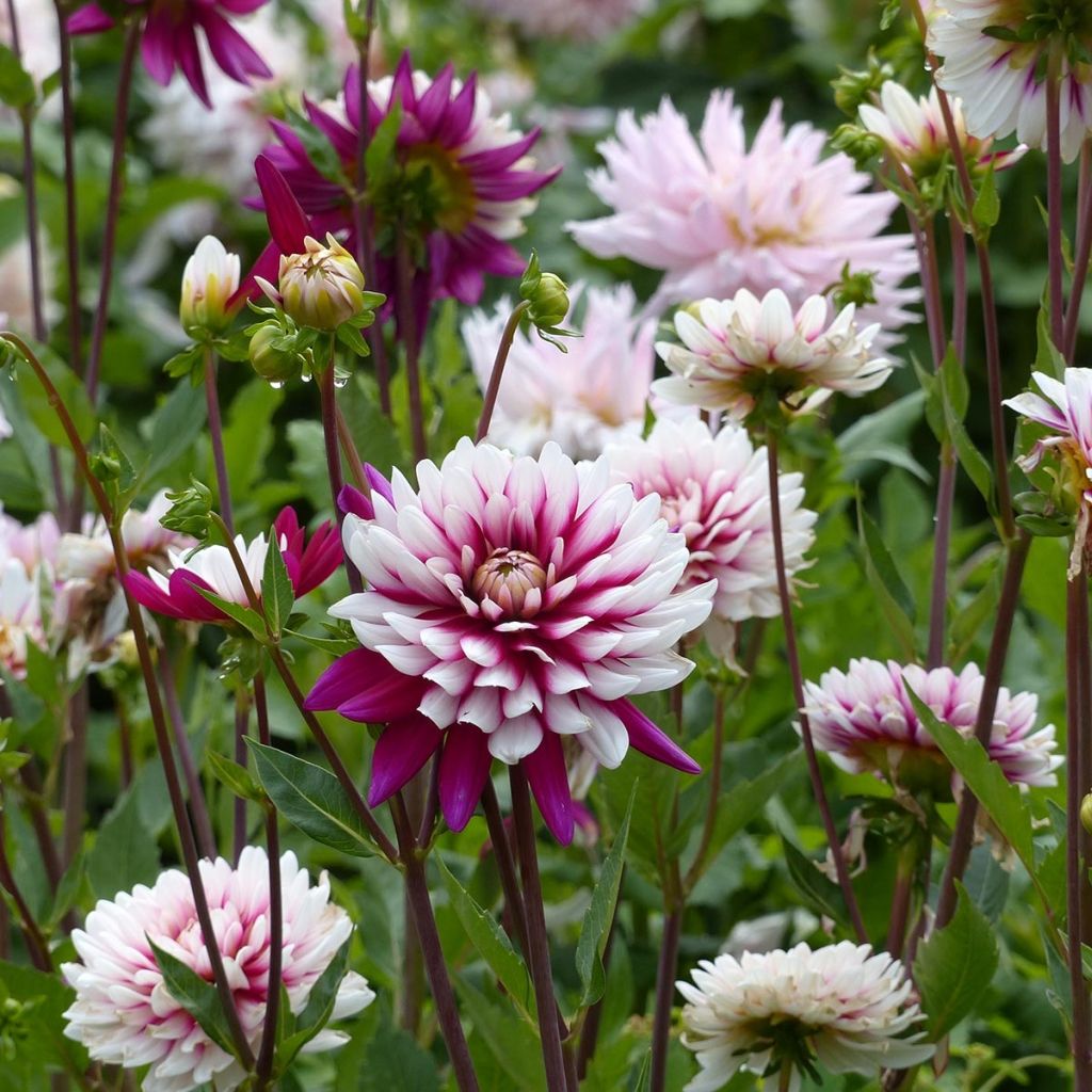 Dahlia Rebecca's World