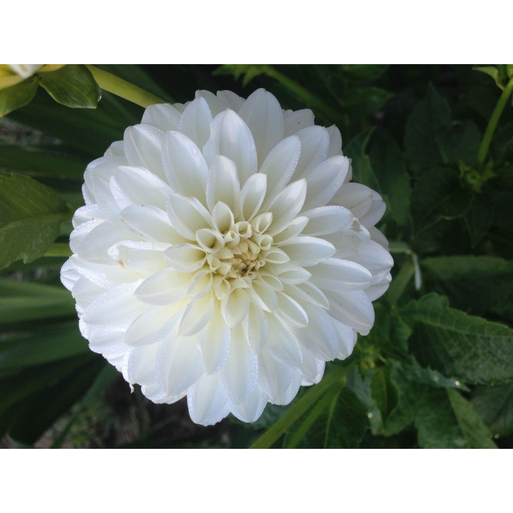 Dahlia Snow Cap