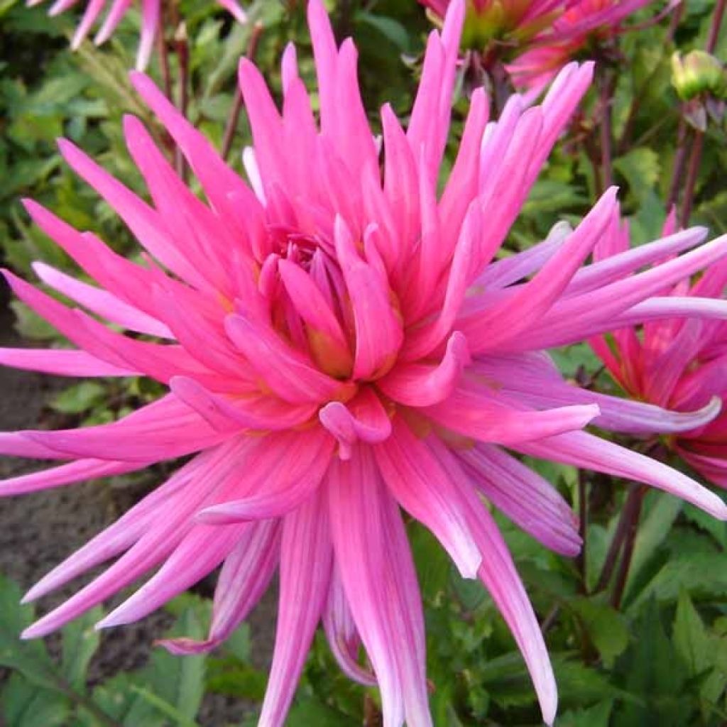 Dahlia Blue Record