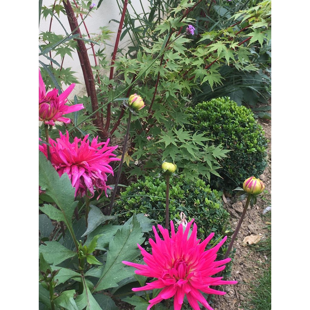 Dahlia Blue Record