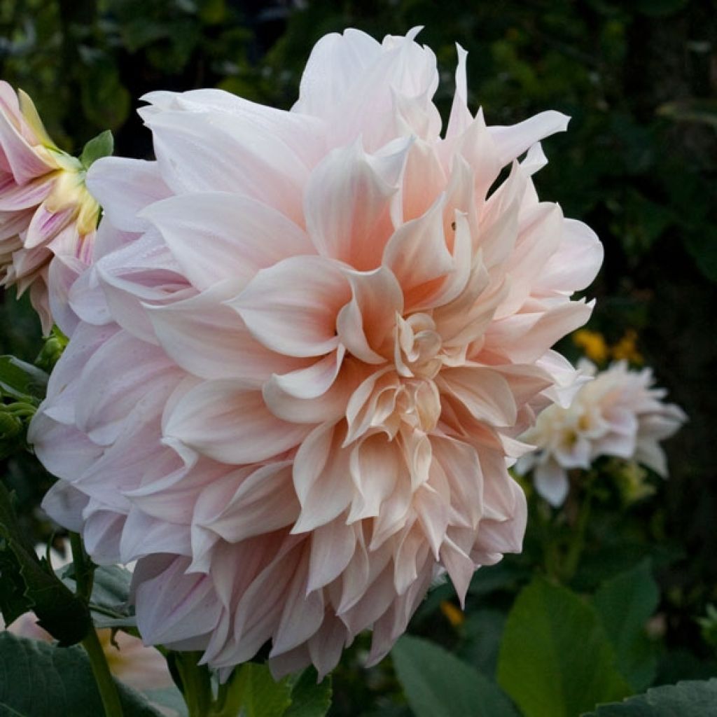 Dahlia Café au Lait