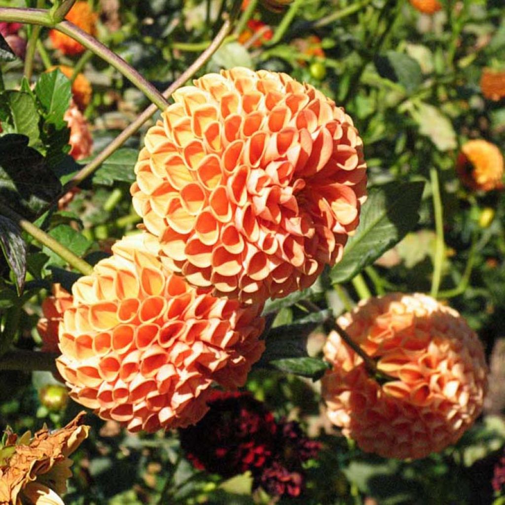 Dahlia Cornel Bronz