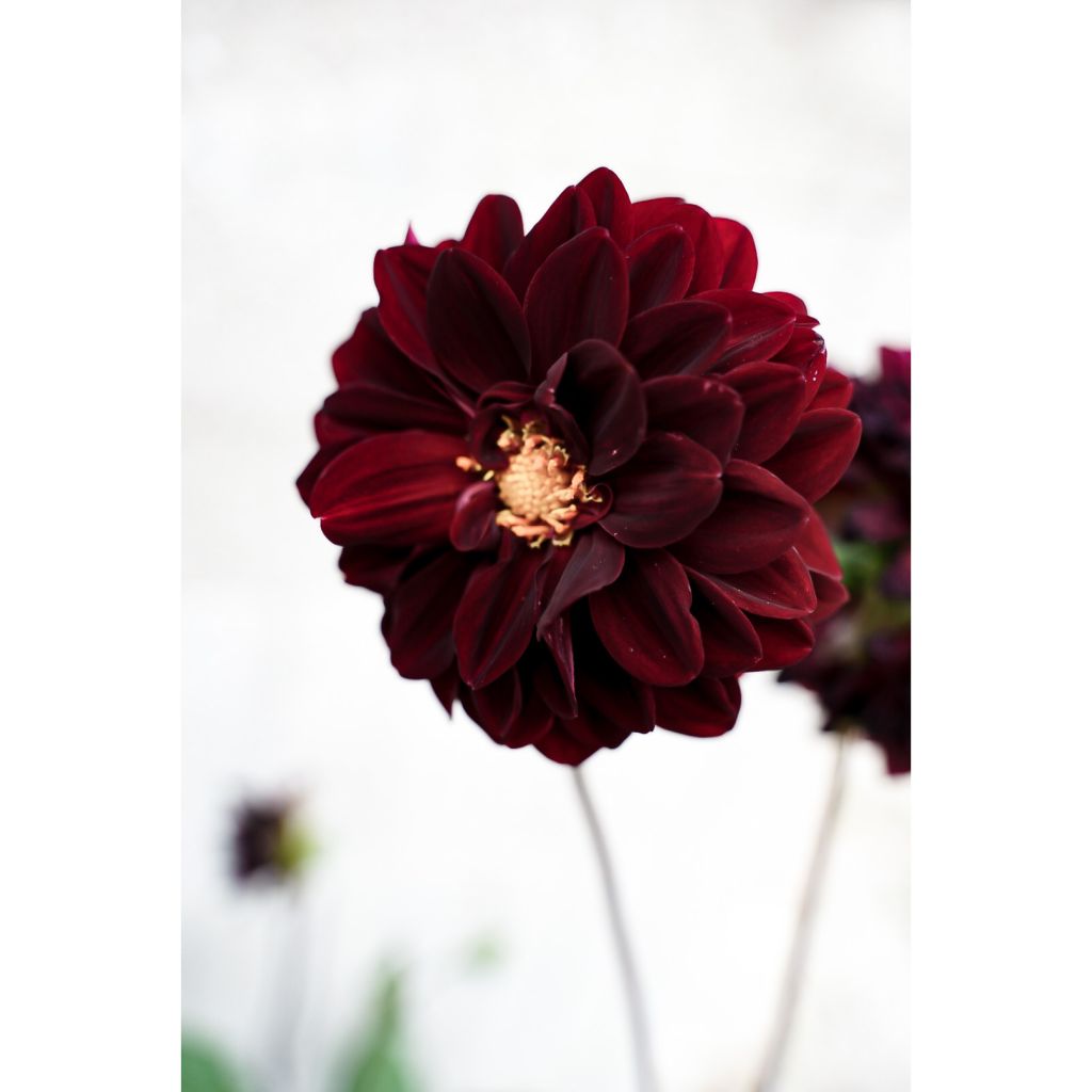 Dahlia Arabian Night