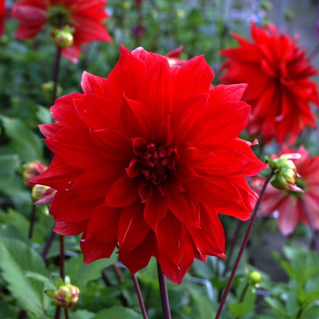 Dahlia Babylon Red