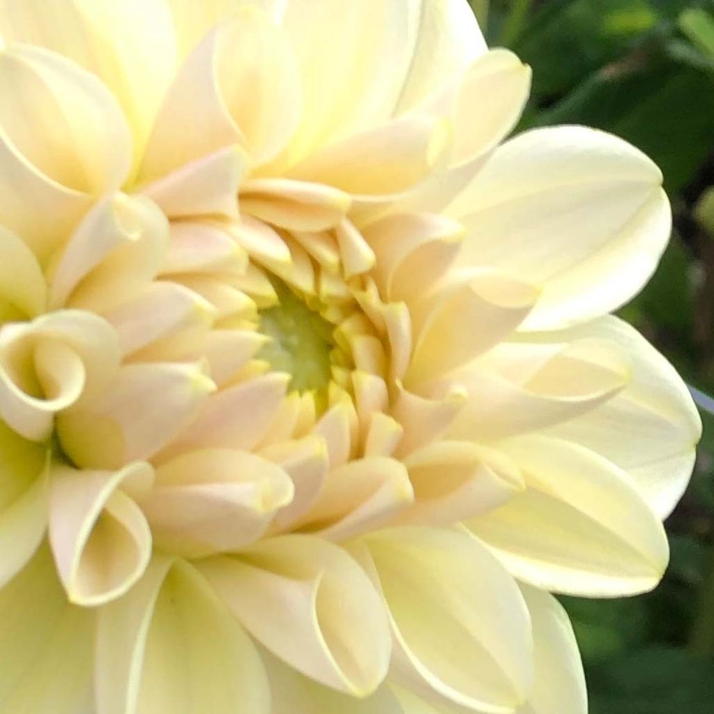 Dahlia Caramel Antique