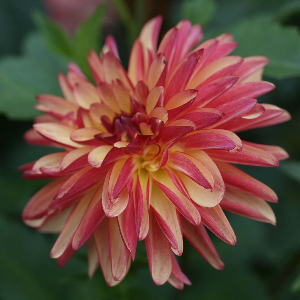 Dahlia Crazy Legs