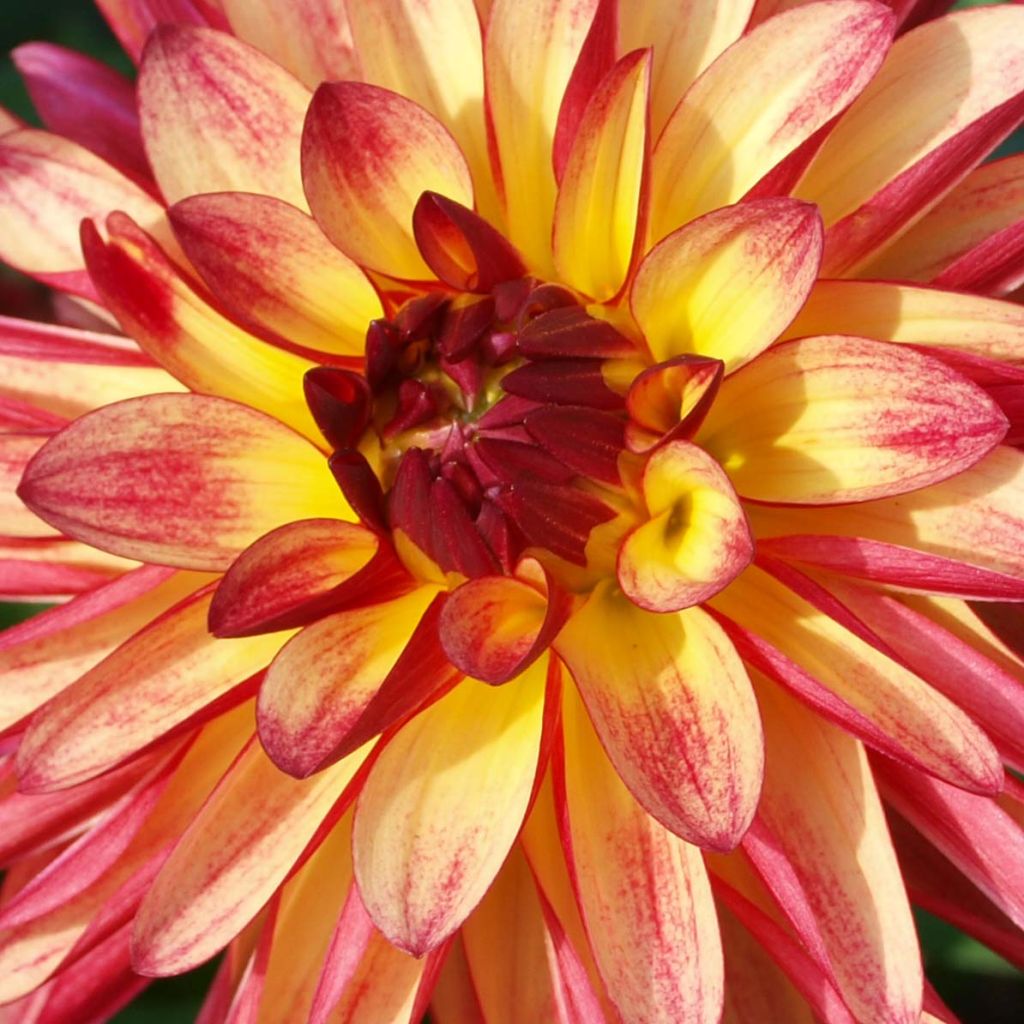 Dahlia Crazy Legs