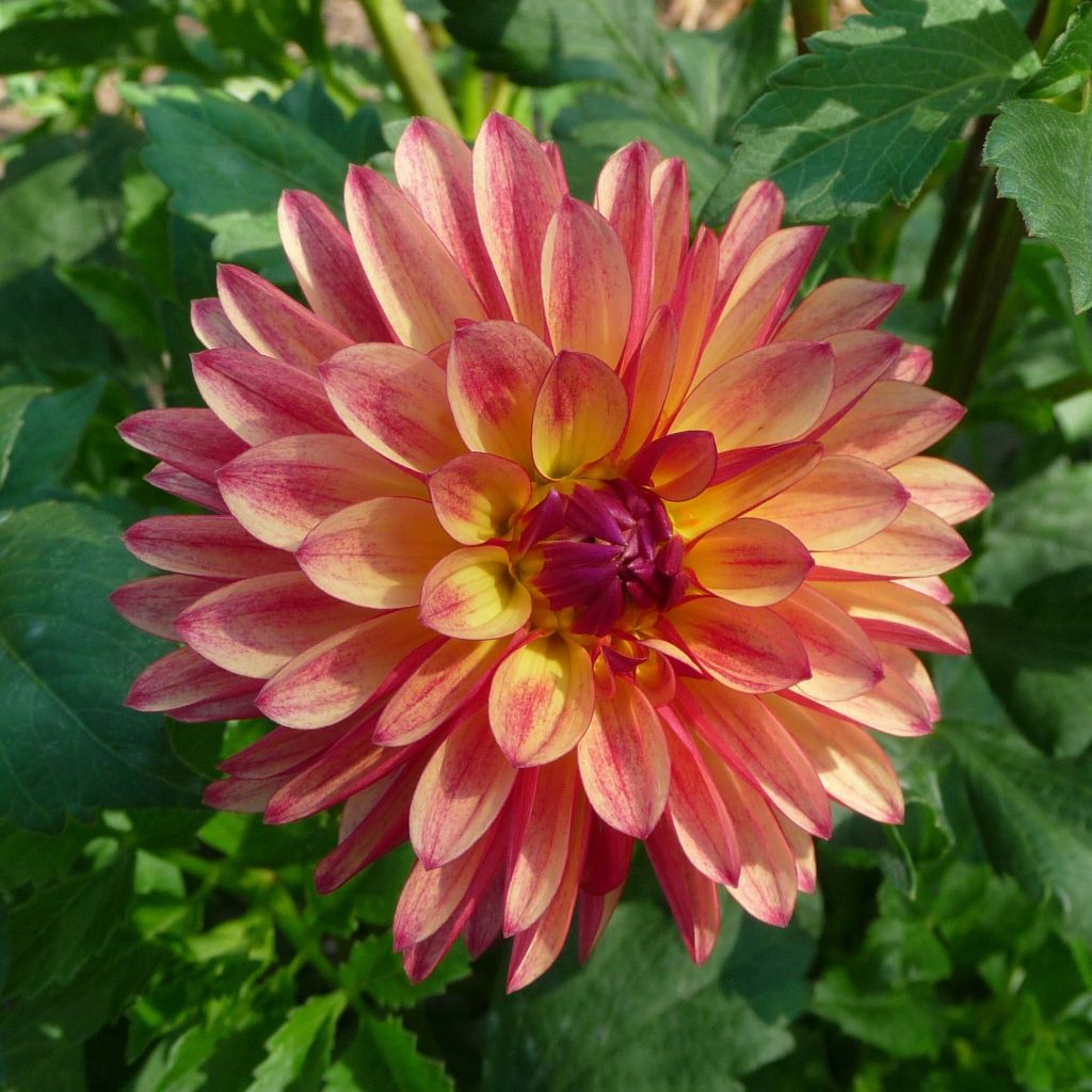 Dahlia Crazy Legs