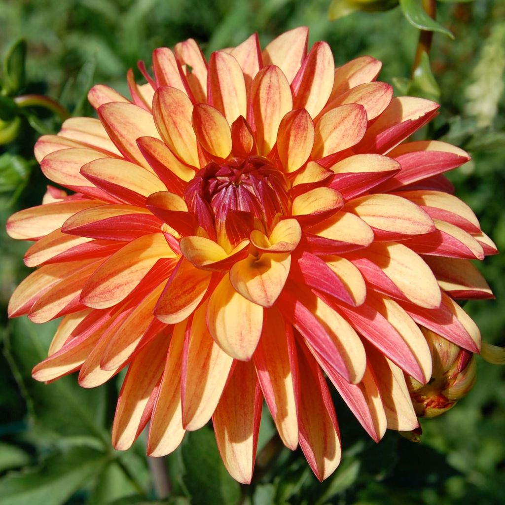 Dahlia Crazy Legs