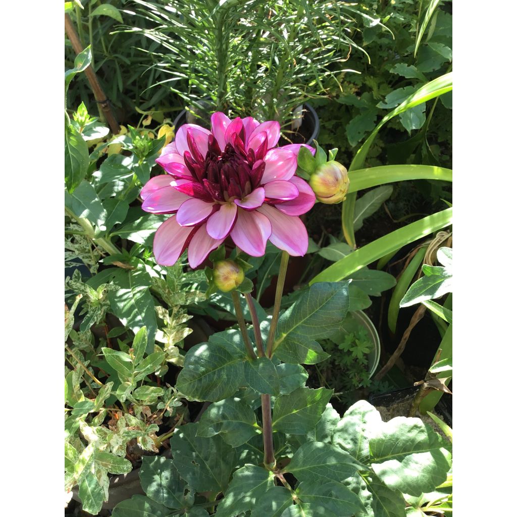 Dahlia Creme de Cassis