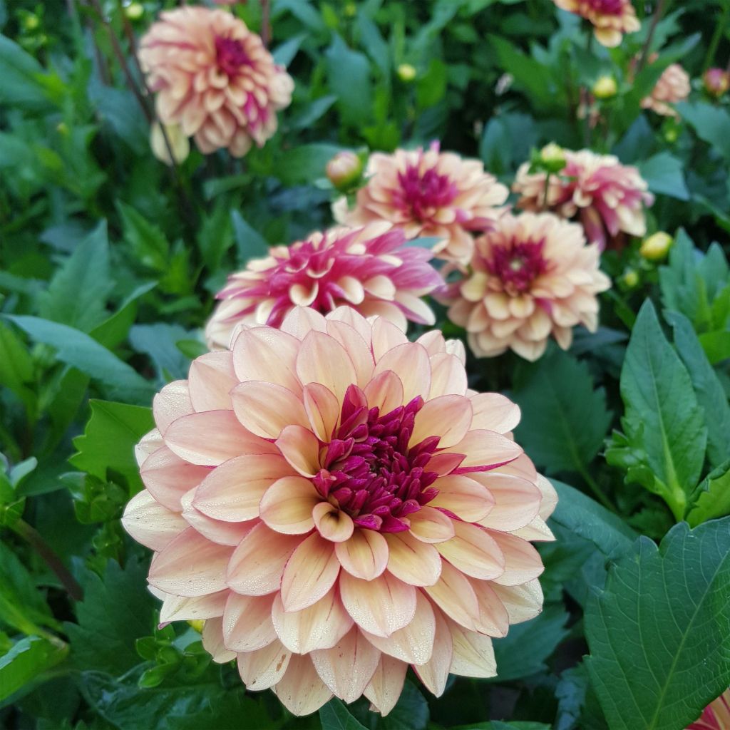 Dahlia Crème de Cognac
