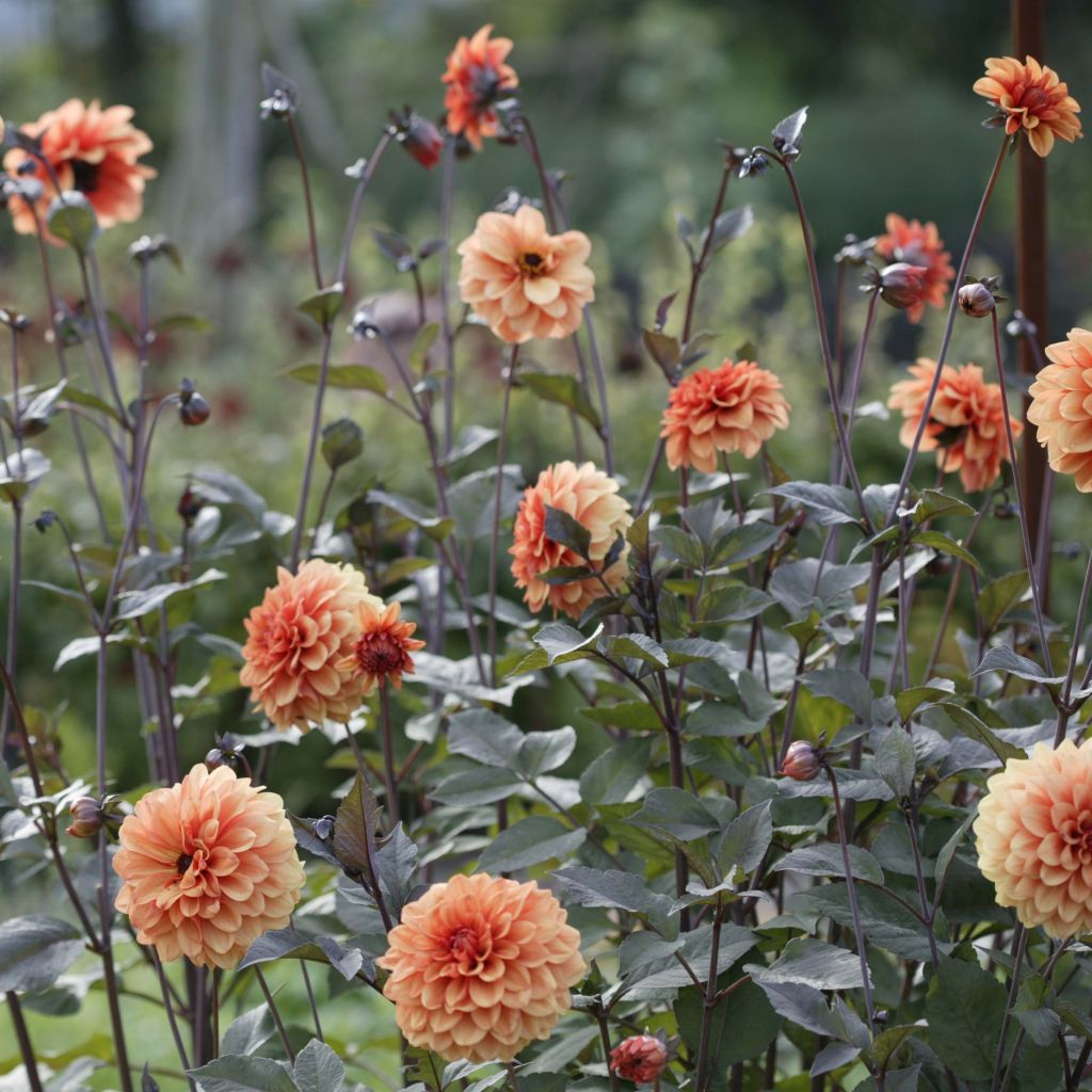 Dahlia David Howard