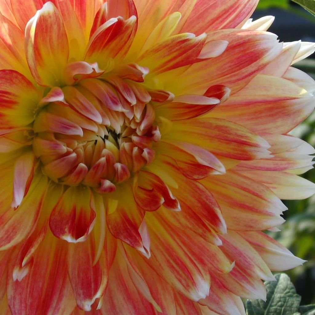 Dahlia Peaches and Cream