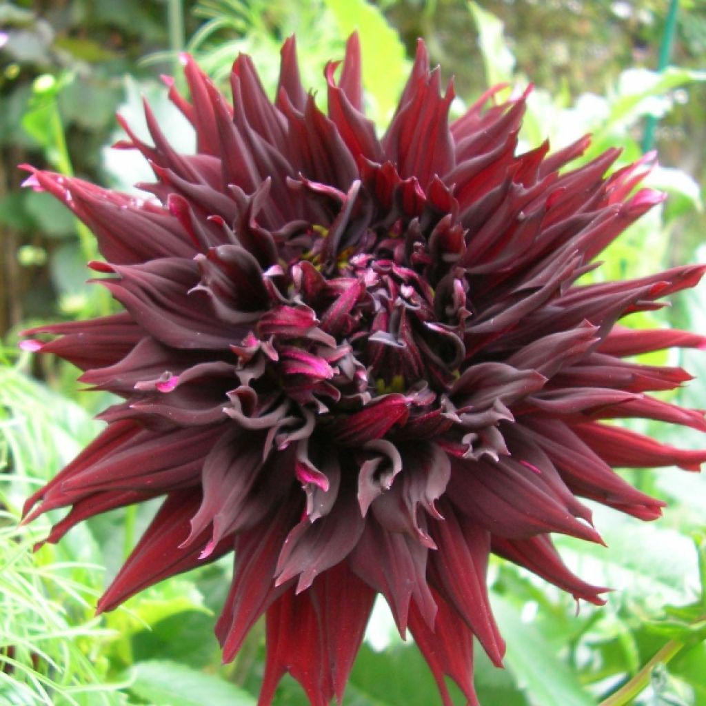 Dahlia Kenora Macop-B