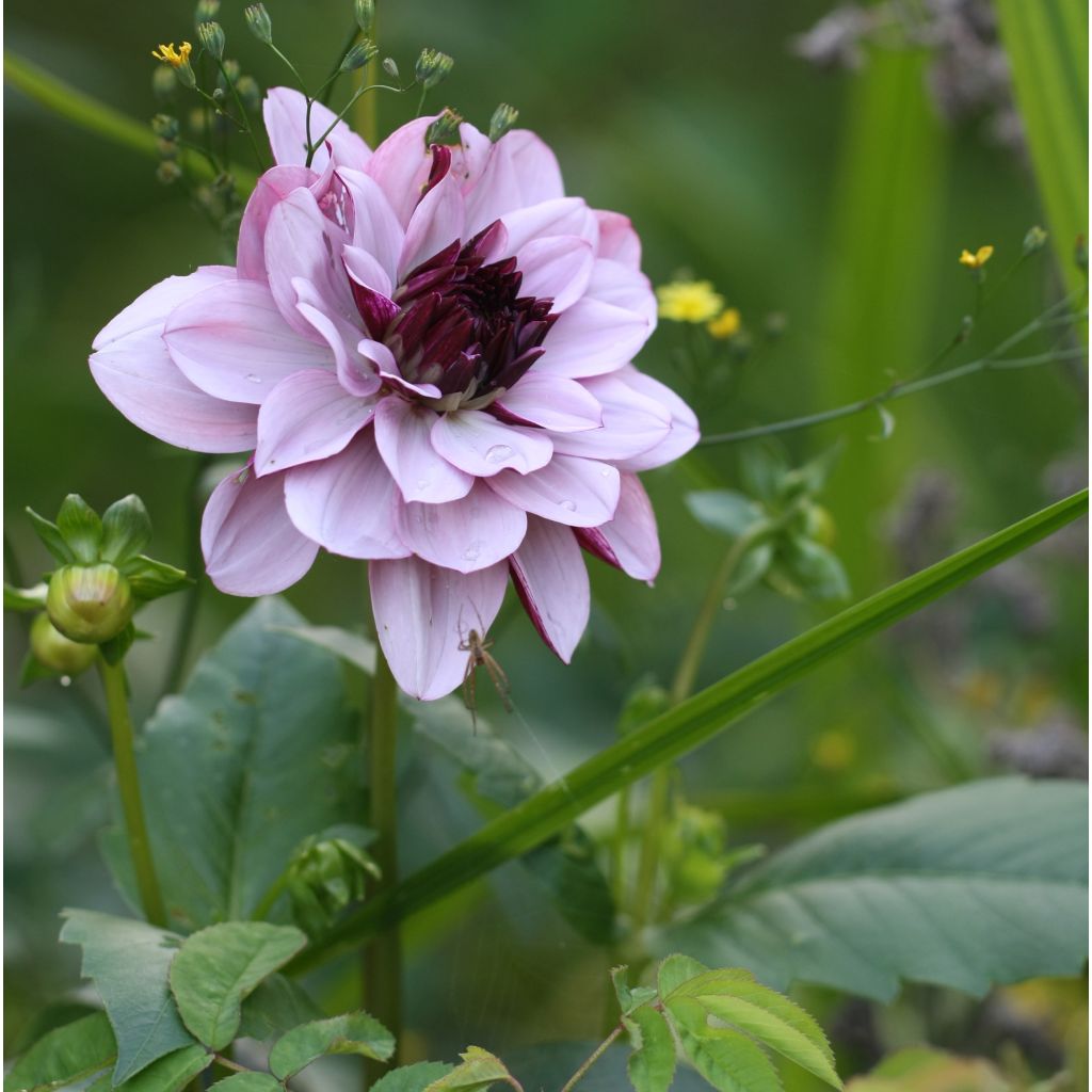 Dahlia Creme de Cassis