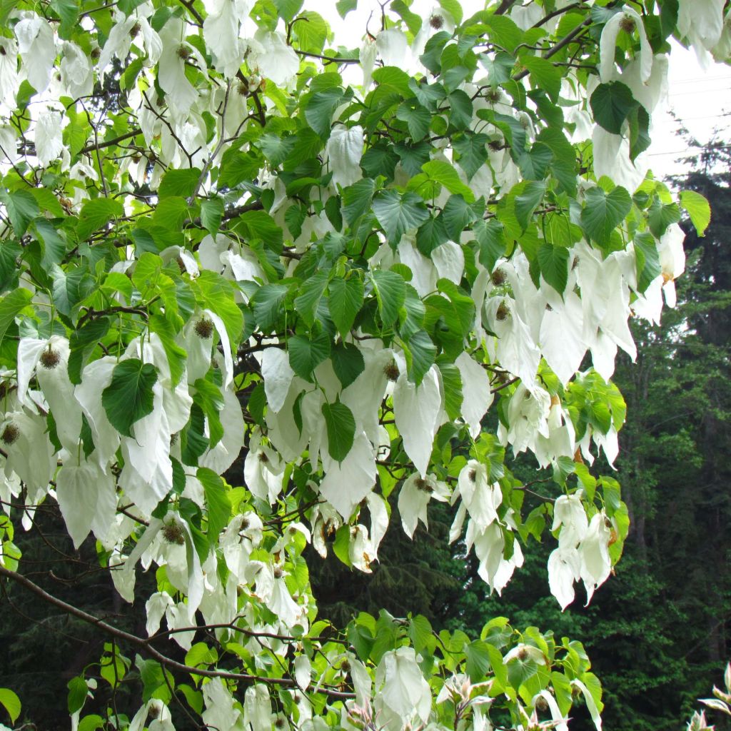 Davidia involucrata var. vilmoriniana - Dove Tree