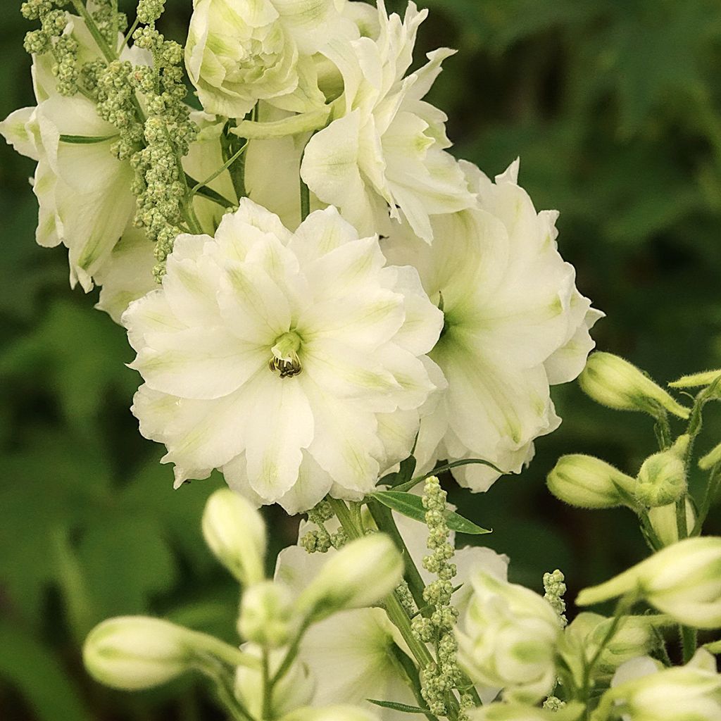 Delphinium elatum Double Innocence - Larkspur
