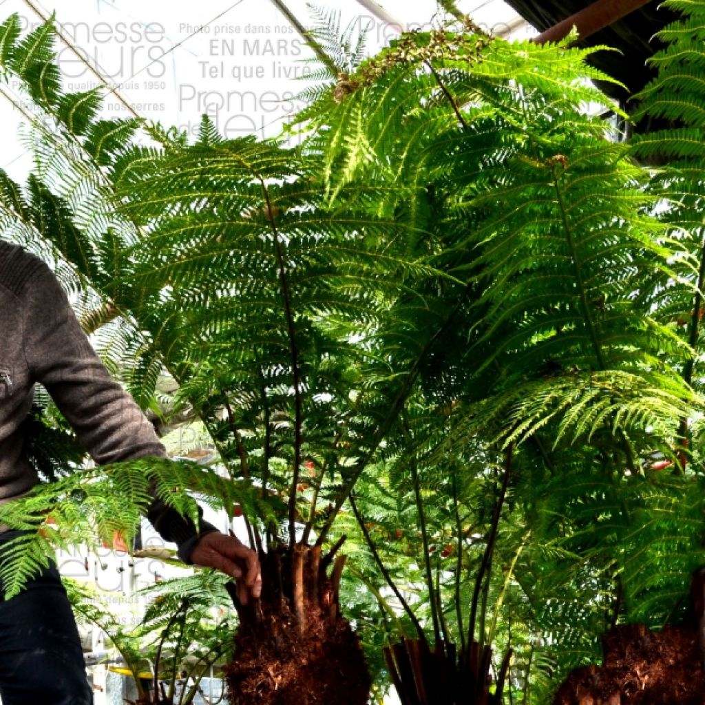 Dicksonia antarctica - Tree Fern