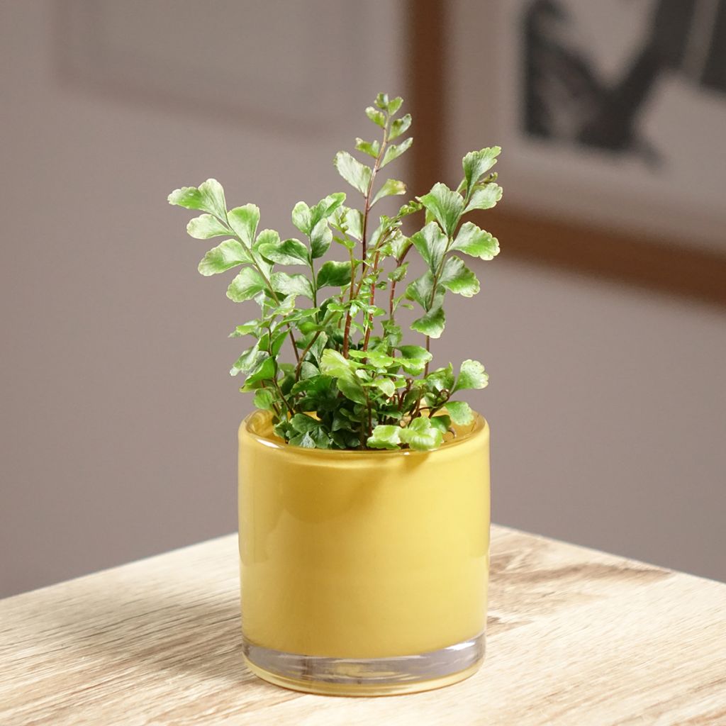 Didymochlaena truncatula  -  Fougère acajou, Fougère arborescente à frondes tronquées