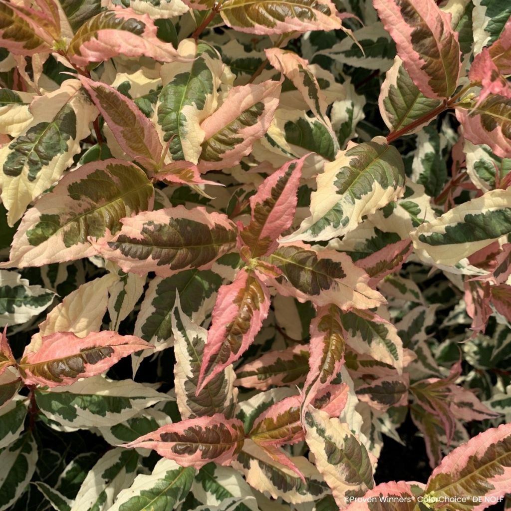 Diervilla splendens Kodiak Mixx