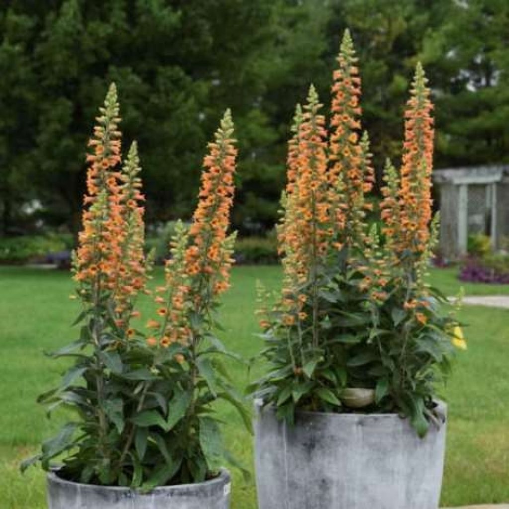 Digitalis valinii Firecracker - Foxglove