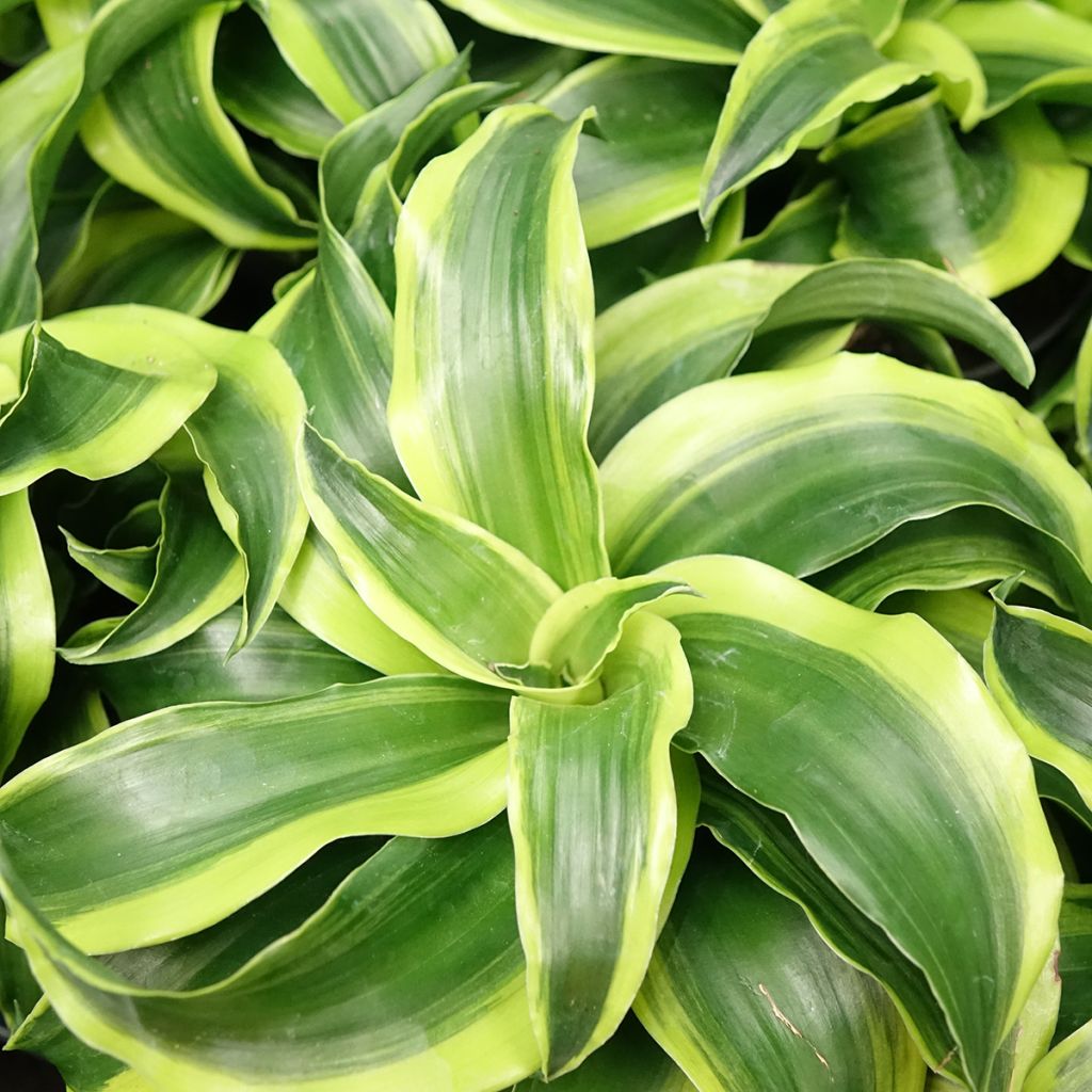 Dracaena fragrans Dragontree Tornado - Dragon tree