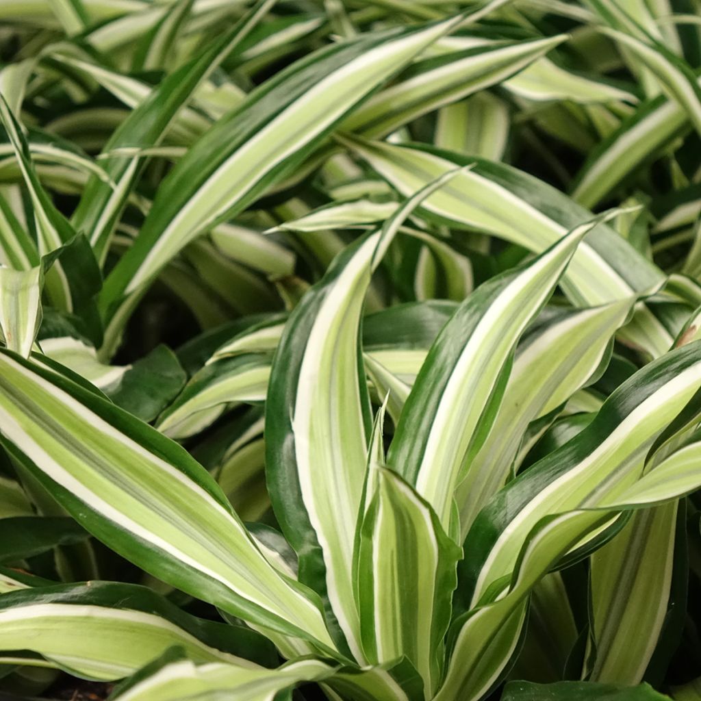 Dracaena fragrans Malaika - Corn plant