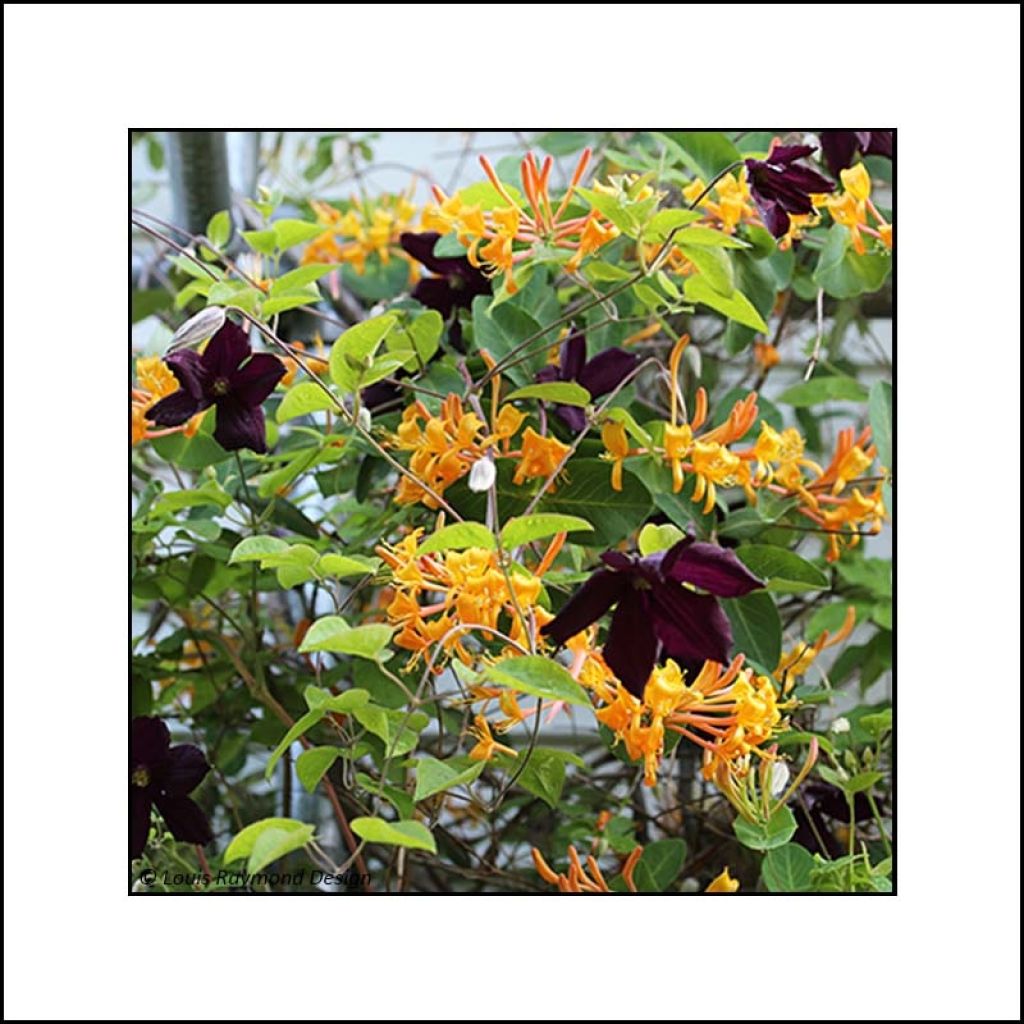 Dynamic Duo - Honeysuckle and Clematis Collection