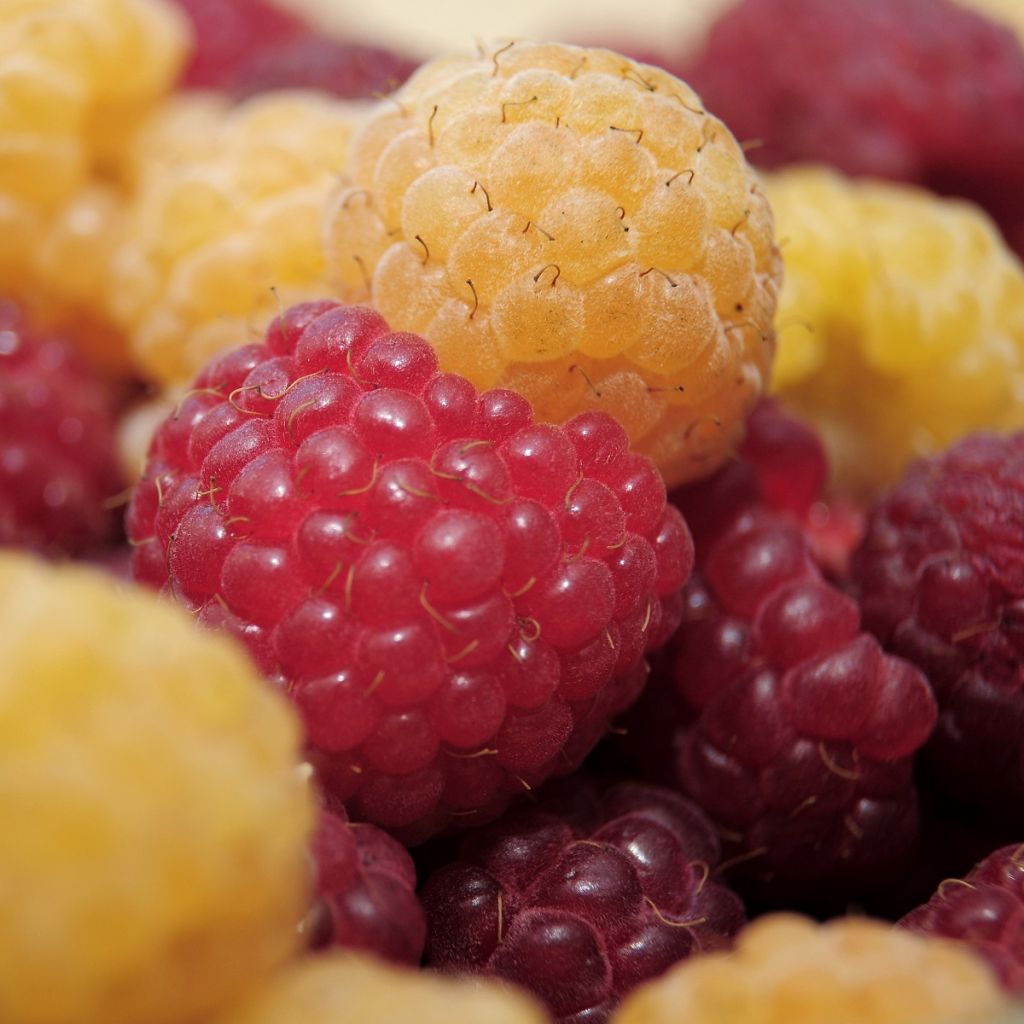 Duo of 'Heritage' (red) and Fall Gold' (yellow) raspberry bushes