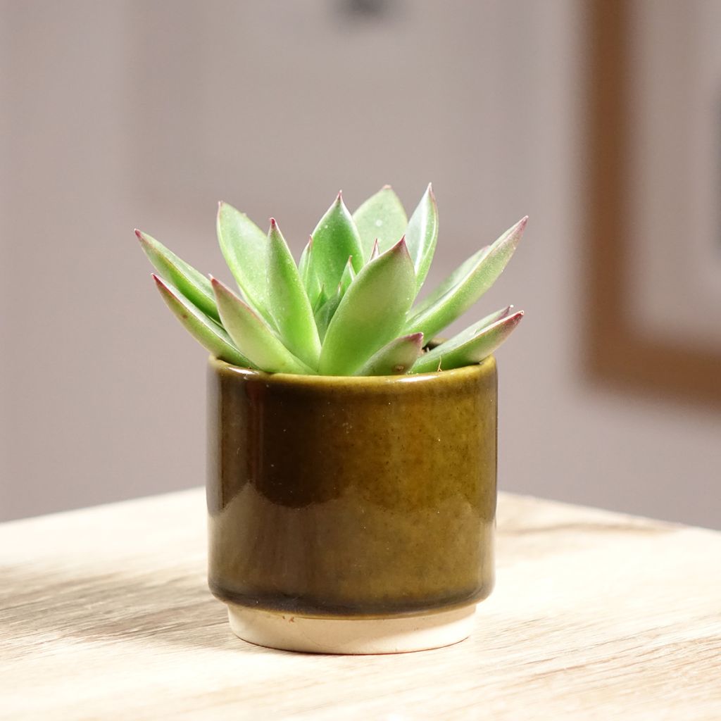 Echeveria agavoides 'Red Tip' - Echéveria à feuilles d'agave, Echévéria petit agave