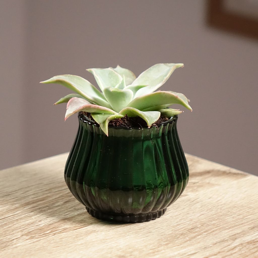 Echeveria  'Madiba' - Echeveria hybride Madiba