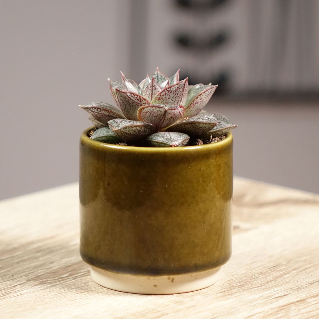 Echeveria purpusiorum