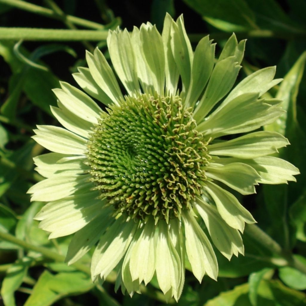Echinacea purpurea Green Jewel - Purple Coneflower