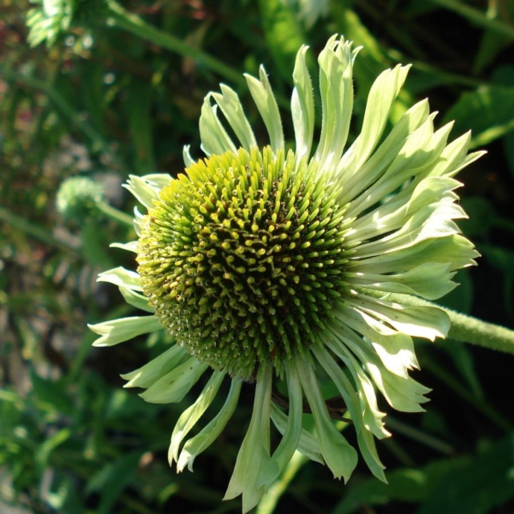 Echinacea purpurea Green Jewel - Purple Coneflower