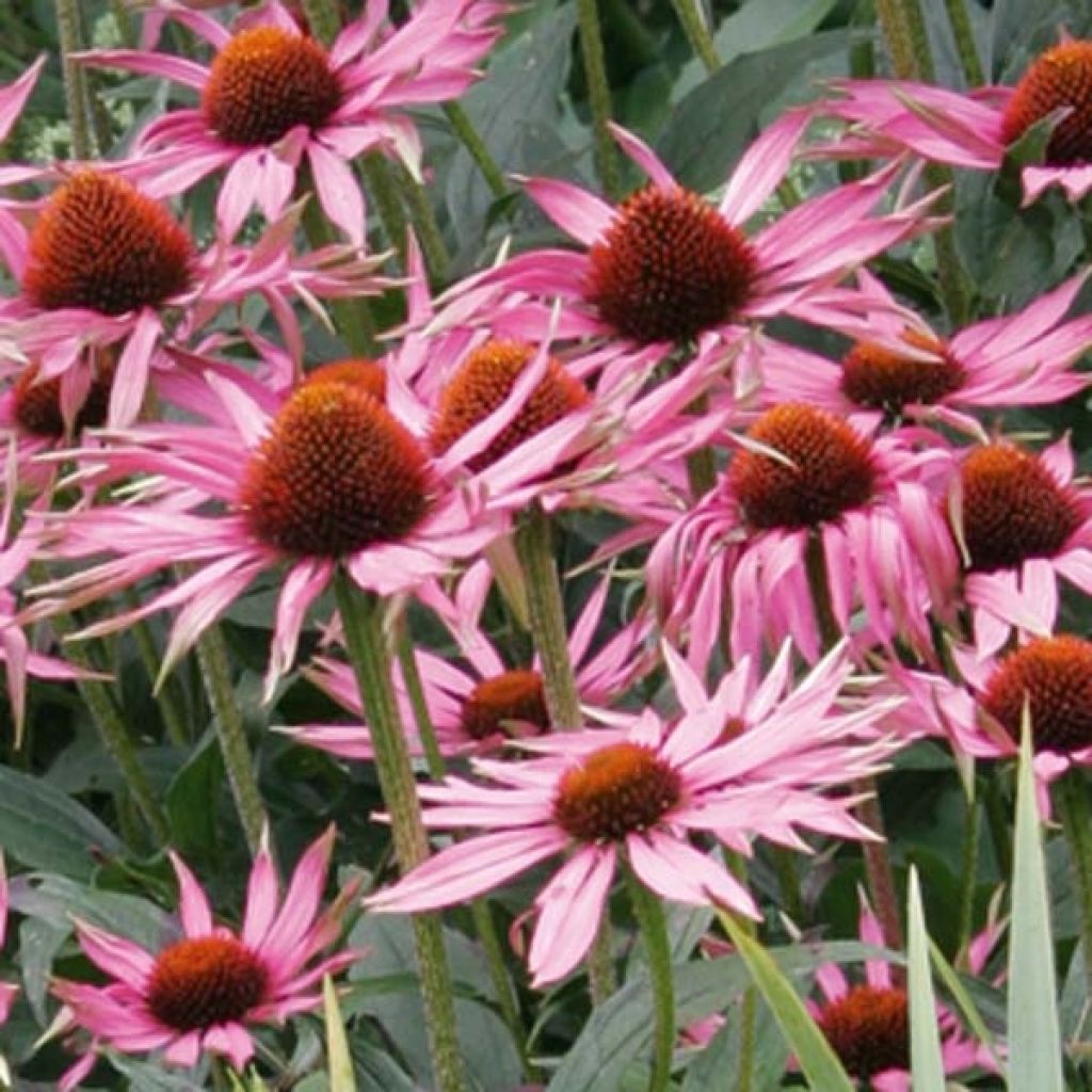 Echinacea purpurea Maxima - Purple Coneflower