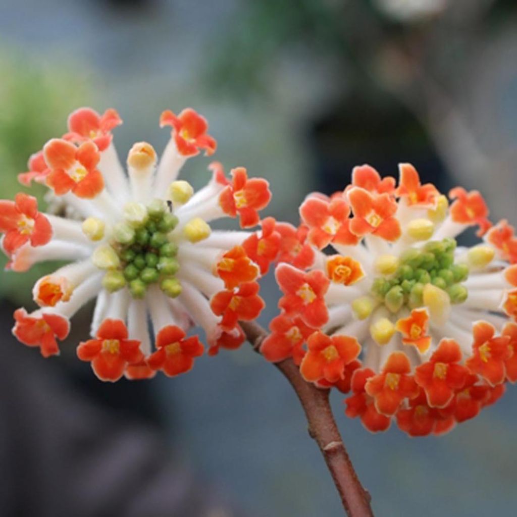 Edgeworthia chrysantha Red Dragon Akebono - Paperbush