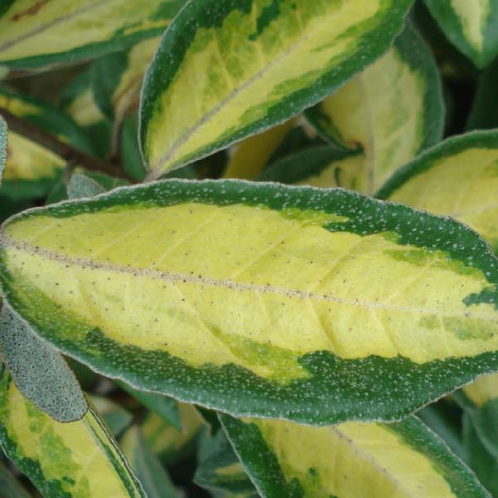 Elaeagnus ebbingei Limelight - Oleaster