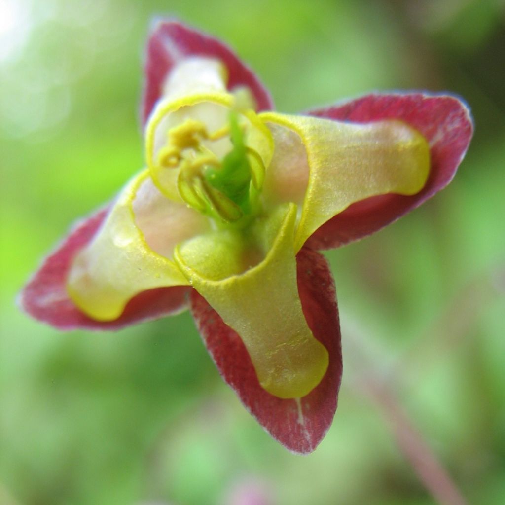 Epimedium alpinum - Barrenwort