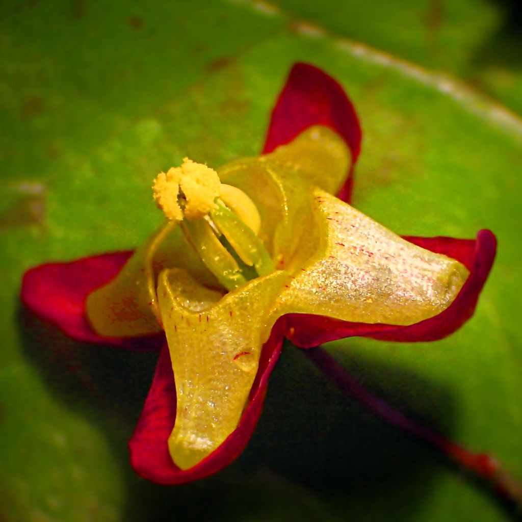 Epimedium alpinum - Barrenwort