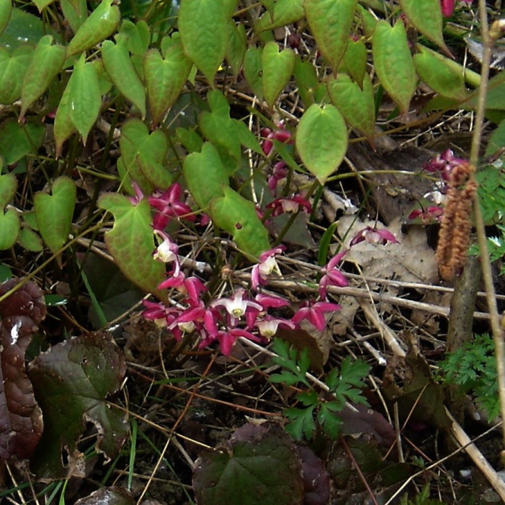 Epimedium alpinum - Barrenwort