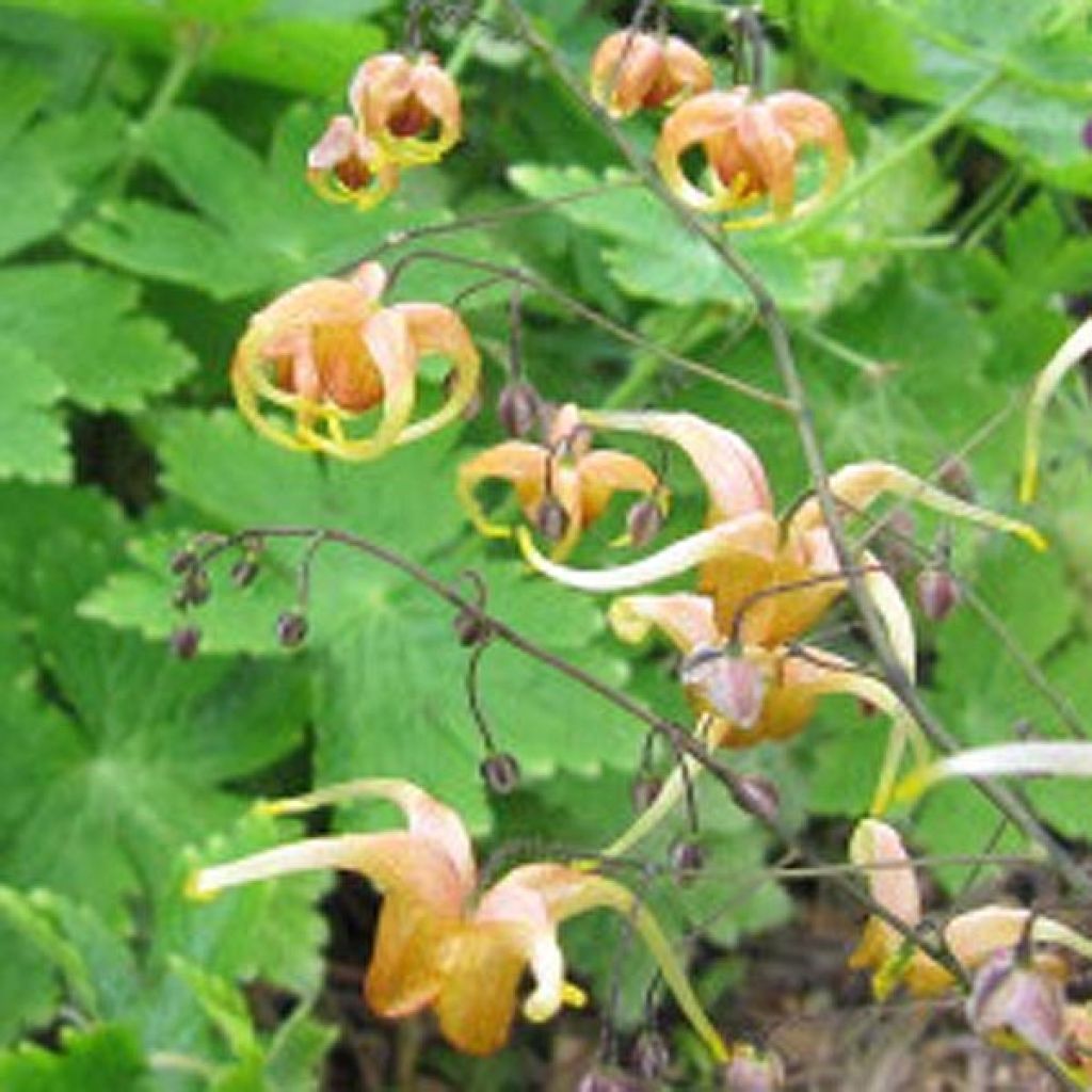 Epimedium Amber Queen - Barrenwort