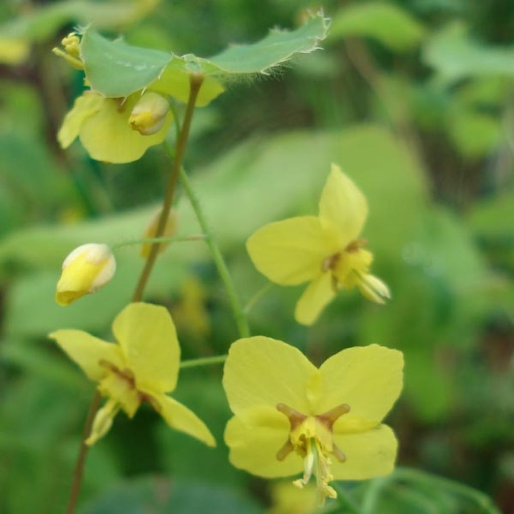 Epimedium perralchicum Fröhnleiten - Barrenwort