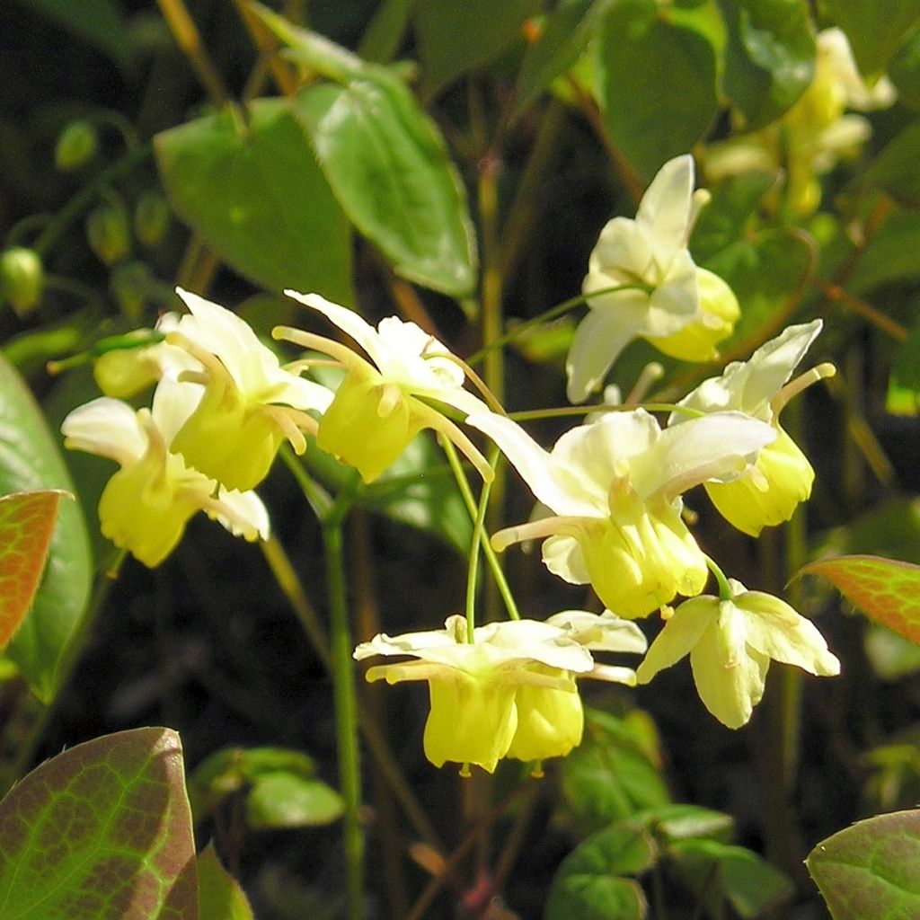 Epimedium x versicolor Sulphureum - Barrenwort