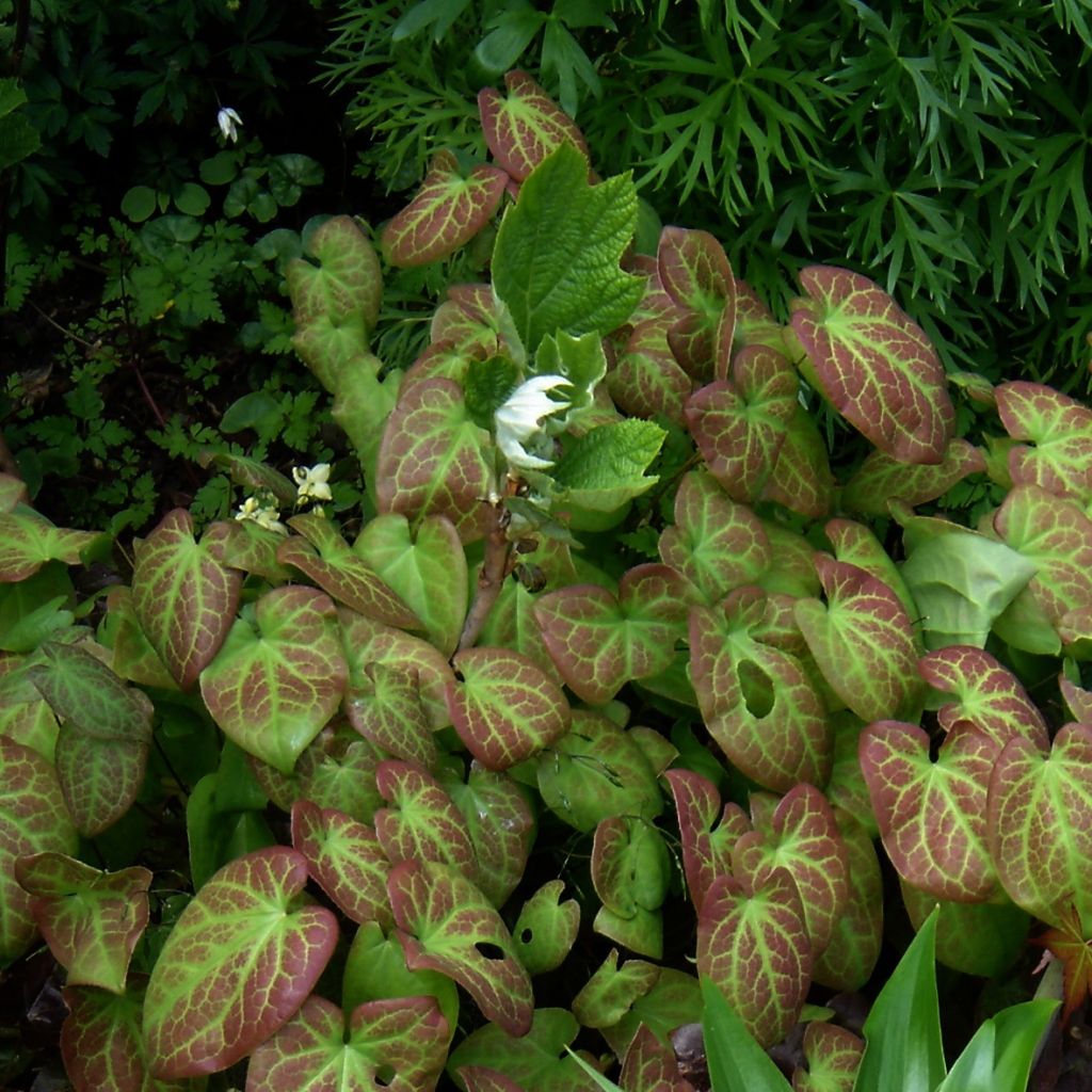 Epimedium x versicolor Sulphureum - Barrenwort